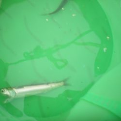 オリジナルメーカー海づり公園(市原市海づり施設) 釣果