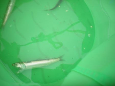 オリジナルメーカー海づり公園(市原市海づり施設) 釣果