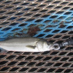 オリジナルメーカー海づり公園(市原市海づり施設) 釣果