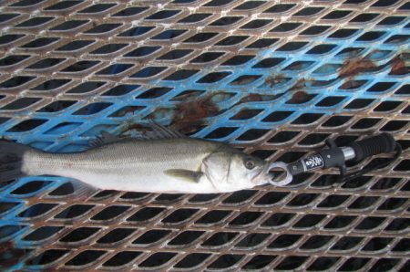 オリジナルメーカー海づり公園(市原市海づり施設) 釣果