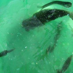 オリジナルメーカー海づり公園(市原市海づり施設) 釣果