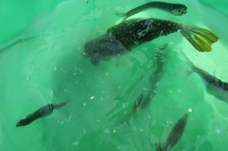 オリジナルメーカー海づり公園(市原市海づり施設) 釣果