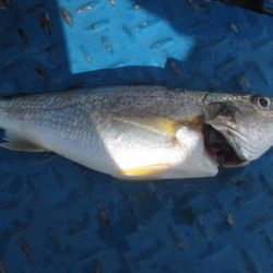 オリジナルメーカー海づり公園(市原市海づり施設) 釣果