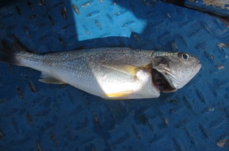 オリジナルメーカー海づり公園(市原市海づり施設) 釣果