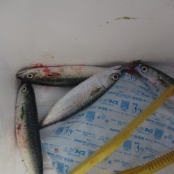 オリジナルメーカー海づり公園(市原市海づり施設) 釣果