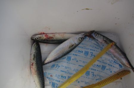 オリジナルメーカー海づり公園(市原市海づり施設) 釣果