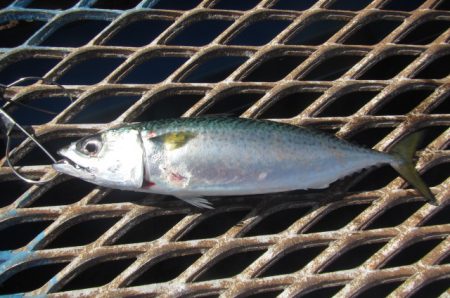 オリジナルメーカー海づり公園(市原市海づり施設) 釣果