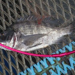 オリジナルメーカー海づり公園(市原市海づり施設) 釣果