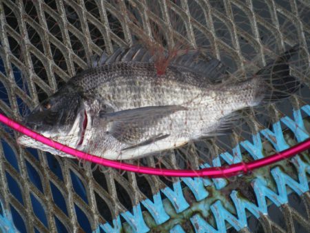 オリジナルメーカー海づり公園(市原市海づり…