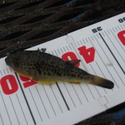 オリジナルメーカー海づり公園(市原市海づり施設) 釣果