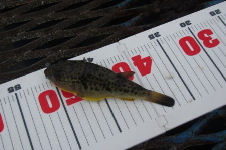 オリジナルメーカー海づり公園(市原市海づり施設) 釣果