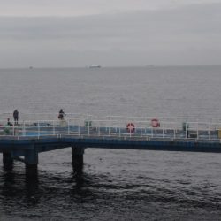 オリジナルメーカー海づり公園(市原市海づり施設) 釣果