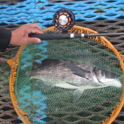 オリジナルメーカー海づり公園(市原市海づり施設) 釣果