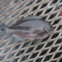 オリジナルメーカー海づり公園(市原市海づり施設) 釣果