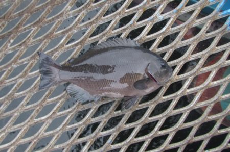 オリジナルメーカー海づり公園(市原市海づり施設) 釣果