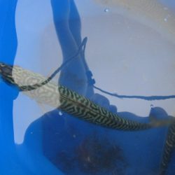 オリジナルメーカー海づり公園(市原市海づり施設) 釣果