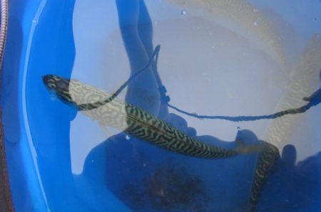 オリジナルメーカー海づり公園(市原市海づり施設) 釣果