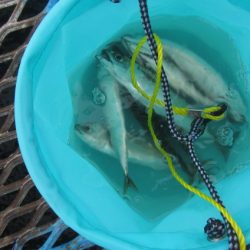 オリジナルメーカー海づり公園(市原市海づり施設) 釣果