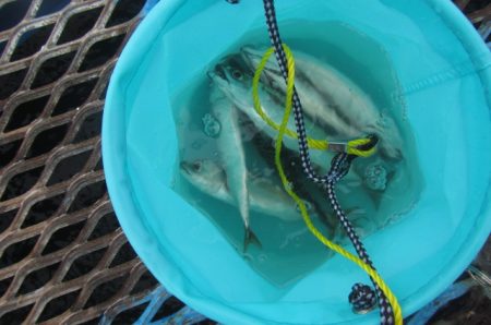 オリジナルメーカー海づり公園(市原市海づり施設) 釣果