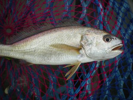 オリジナルメーカー海づり公園(市原市海づり施設) 釣果