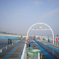 オリジナルメーカー海づり公園(市原市海づり施設) 釣果