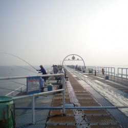 オリジナルメーカー海づり公園(市原市海づり施設) 釣果