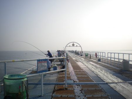 オリジナルメーカー海づり公園(市原市海づり施設) 釣果