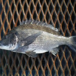 オリジナルメーカー海づり公園(市原市海づり施設) 釣果
