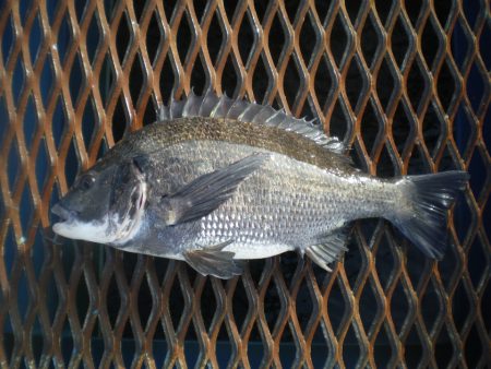 オリジナルメーカー海づり公園(市原市海づり施設) 釣果