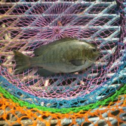 オリジナルメーカー海づり公園(市原市海づり施設) 釣果