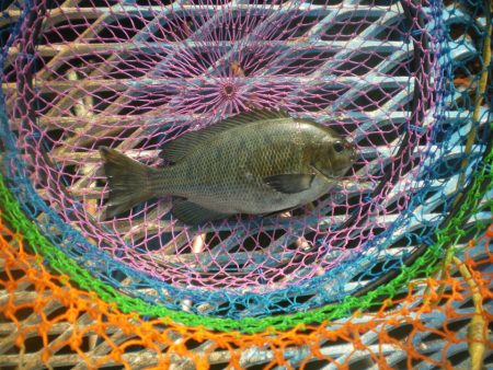 オリジナルメーカー海づり公園(市原市海づり施設) 釣果