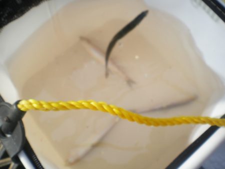 オリジナルメーカー海づり公園(市原市海づり施設) 釣果