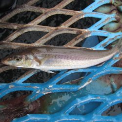 オリジナルメーカー海づり公園(市原市海づり施設) 釣果