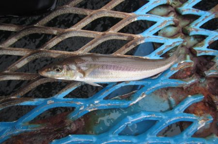 オリジナルメーカー海づり公園(市原市海づり施設) 釣果