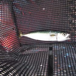 オリジナルメーカー海づり公園(市原市海づり施設) 釣果