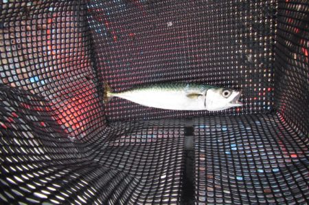 オリジナルメーカー海づり公園(市原市海づり施設) 釣果