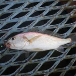 オリジナルメーカー海づり公園(市原市海づり施設) 釣果