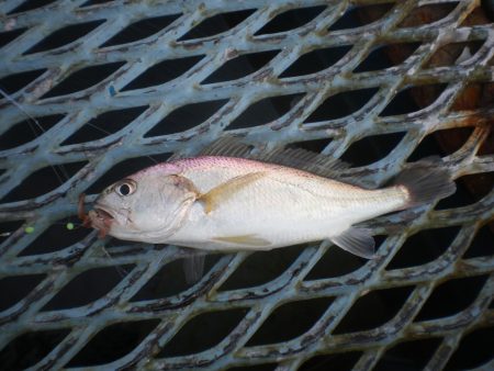 オリジナルメーカー海づり公園(市原市海づり施設) 釣果
