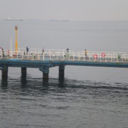 オリジナルメーカー海づり公園(市原市海づり施設) 釣果