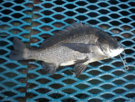 オリジナルメーカー海づり公園(市原市海づり…