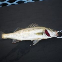 オリジナルメーカー海づり公園(市原市海づり施設) 釣果