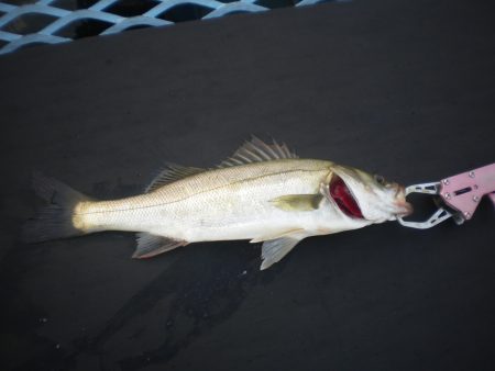 オリジナルメーカー海づり公園(市原市海づり施設) 釣果