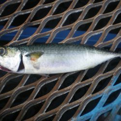 オリジナルメーカー海づり公園(市原市海づり施設) 釣果