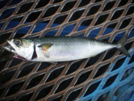 オリジナルメーカー海づり公園(市原市海づり施設) 釣果