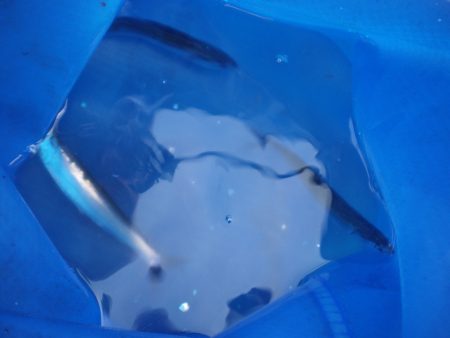 オリジナルメーカー海づり公園(市原市海づり施設) 釣果