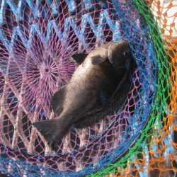 オリジナルメーカー海づり公園(市原市海づり施設) 釣果