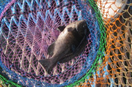 オリジナルメーカー海づり公園(市原市海づり施設) 釣果