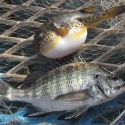 オリジナルメーカー海づり公園(市原市海づり施設) 釣果