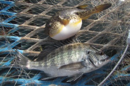 オリジナルメーカー海づり公園(市原市海づり施設) 釣果