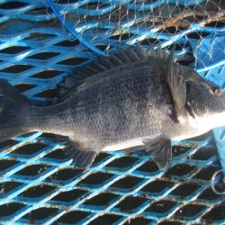 オリジナルメーカー海づり公園(市原市海づり施設) 釣果